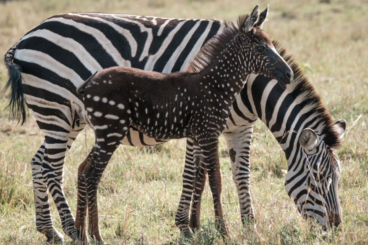 Zebra With Dots Instead Of Stripes Found In Africa News WebMediums