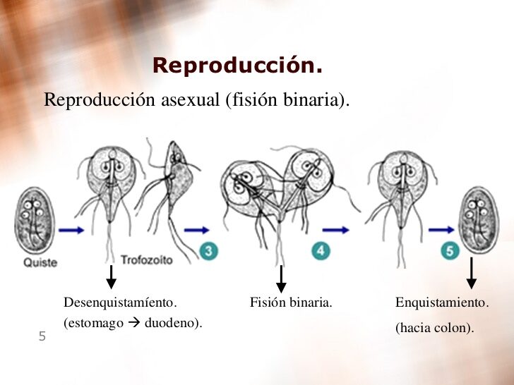 Giardia reproduccion