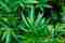 Cannabis: Mitos y verdades sobre su consumo – Legal Online – WebMediums