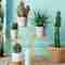 Decorate your home with natural succulent plants – Decor – WebMediums