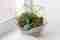 Create your own centerpieces with plants – Decor – WebMediums