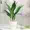 Transform your home with decorative plants – Decor – WebMediums