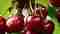 Beneficios de las cerezas – Bienestar y Salud – WebMediums