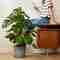 Transform your home with decorative plants – Decor – WebMediums