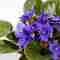 Top 10 Best Houseplant Flowers – Decor – WebMediums