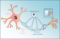 ¿Qué es la mielina y que función tiene? – Bienestar y Salud – WebMediums