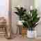 Plants for the bathroom, natural decorations that fall in love