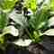 Top 6 medicinal plants easy to grow at home – Decor – WebMediums