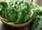 Spinach pionono in a few steps – Recipes – WebMediums