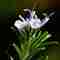 Top 10 Best Houseplant Flowers – Decor – WebMediums