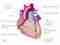 ¿Cómo es la anatomía del corazón? – ¿Qué es? – WebMediums