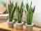 ¿Cómo decorar salas con plantas? – Hogar y Decoración  – WebMediums