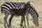 Zebra with dots instead of stripes found in Africa – News – WebMediums