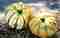 Dulces de Calabaza: Pie de calabaza Y Mousse de calabaza – Cocina y gastronomía