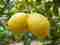 Propiedades del limón en la piel – Bienestar y Salud – WebMediums