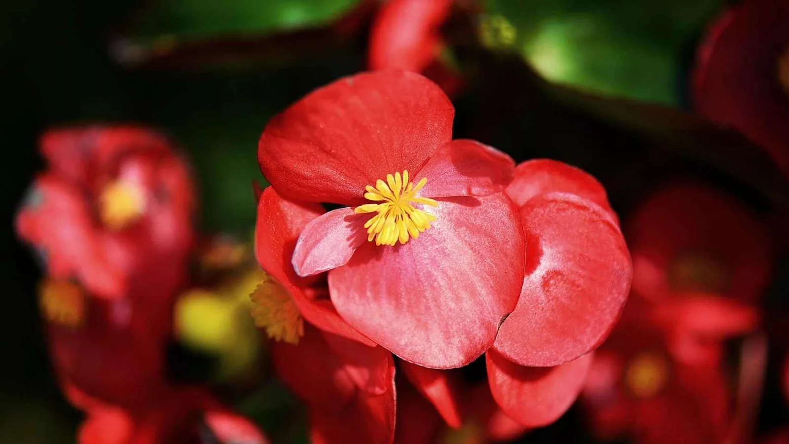 Cinco cuidados de las begonias que debes tener en cuenta – Hogar y  Decoración