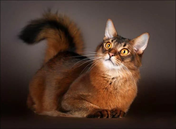 37++ Somali cat characteristics Funny Cats Life
